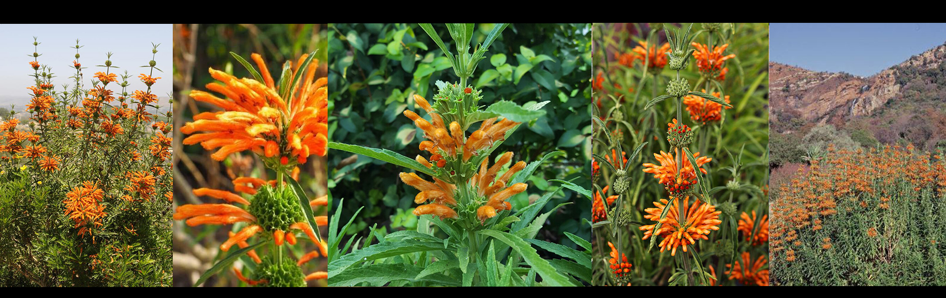 Leonotis Leonurus