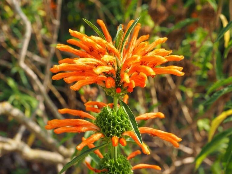 Leonotis Leonorus