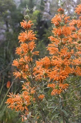 Leonotis Leonorus