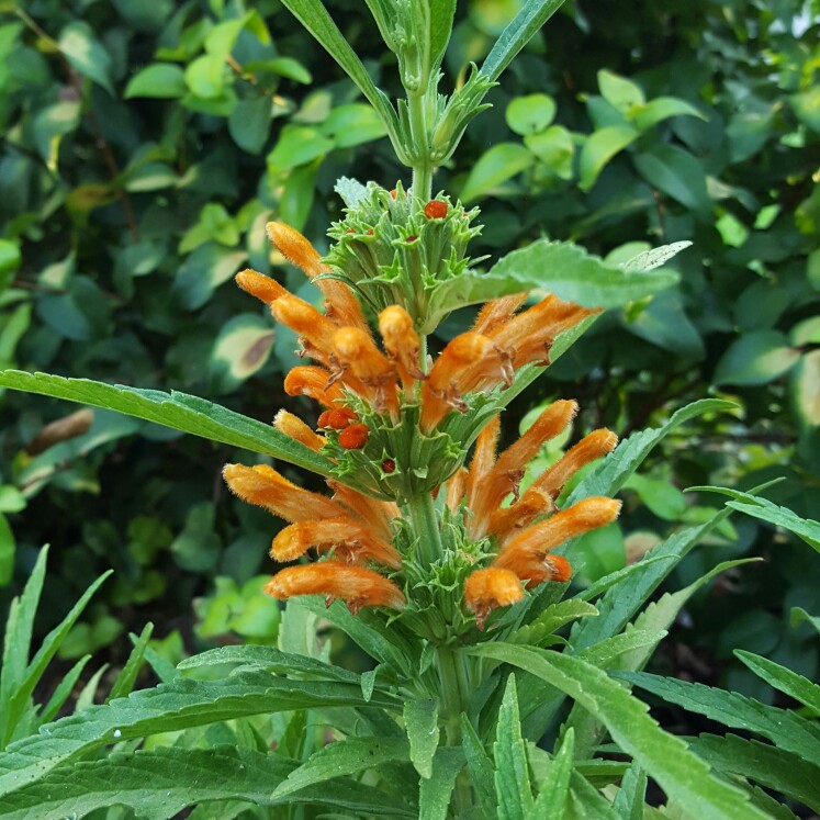 Leonotis Loenorus