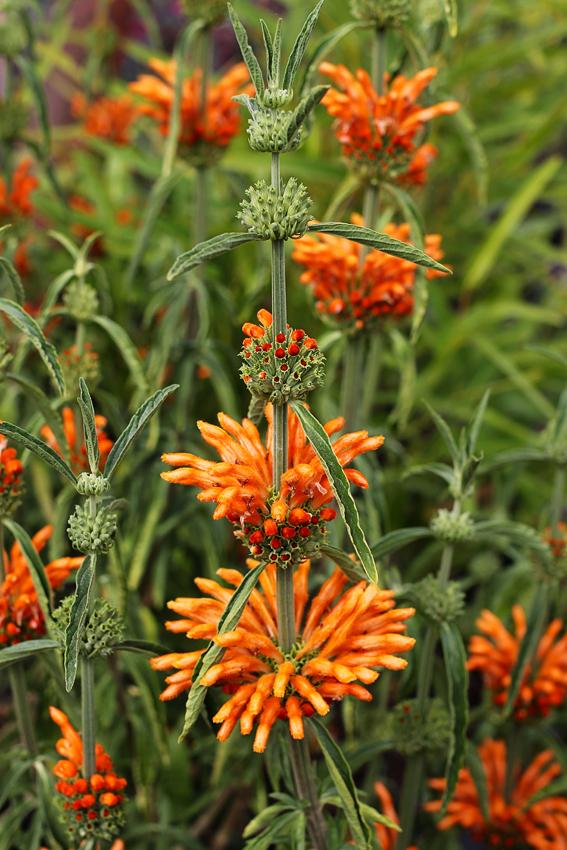 Leonotis Loenorus