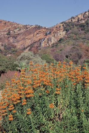 Leonotis Loenorus