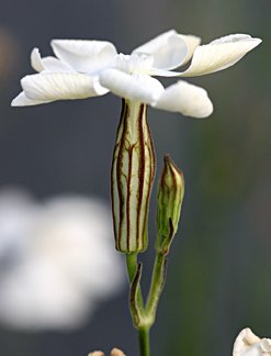 Silene Capensis