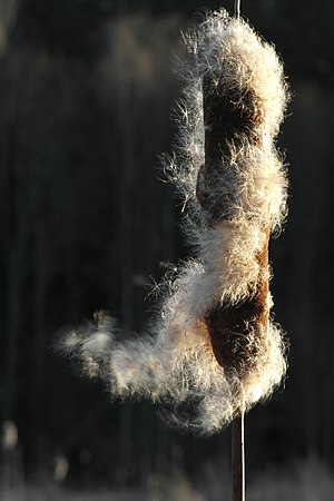 Typha Capensis