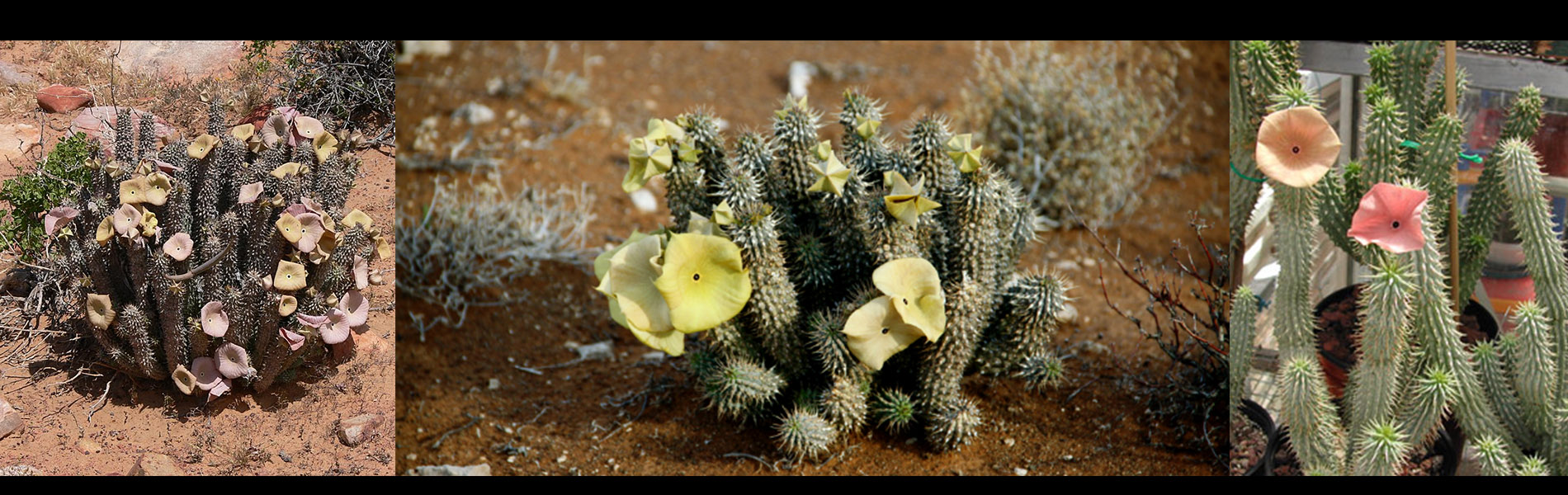 Hoodia Gordonii