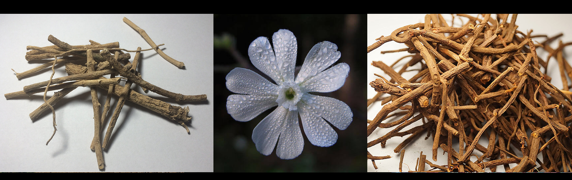 Silene Capensis