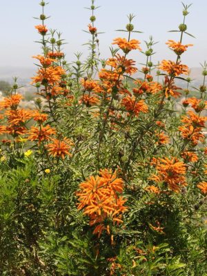 Leonotis Loenorus