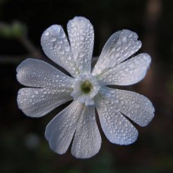 Silene Capensis