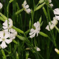 Silene Capensis